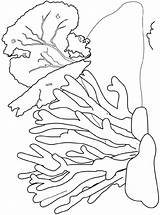 Coral Reef Korallenriff Koraalrif Malvorlage Koraal Ausmalbild Stimmen sketch template
