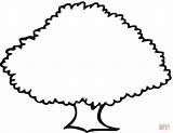 Tree Oak Coloring Outline Clipart Trees Drawing Printable Kids Old Clip Cartoon Simple Shape Cliparts Pages Sketch Clipartbest Use Line sketch template