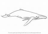 Whale Humpback Draw Drawing Step Mammals Marine Animals sketch template