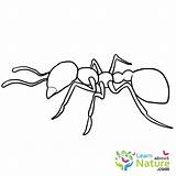 Ant Learnaboutnature Promote sketch template