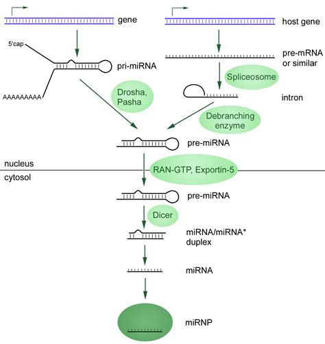 Inhibitory Rna Mir 182 Can Turn Off Glioblastoma Cancer Biology