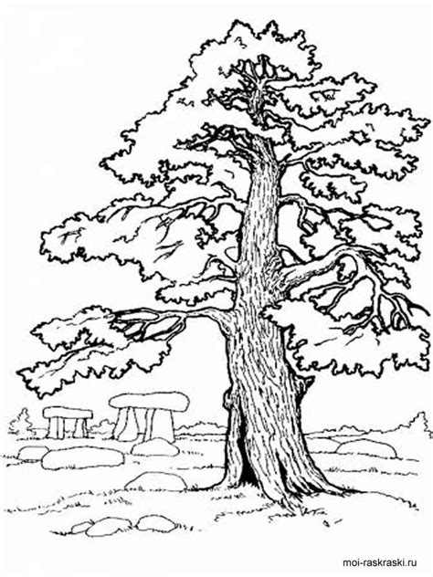 coloring page trees  svg file  cricut