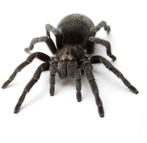 tonnenweise spinnen fressen mehr insekten als menschen fleisch welt