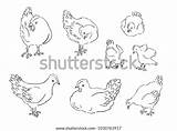 Chickens Vector Sketch Coloring Different Poses Views sketch template