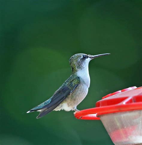 pictures  information  ruby throated hummingbird