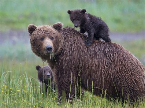 Grizzly Bears In Oldest Nat L Park No Longer Safe From The Bullet