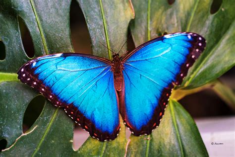 blauer morphofalter foto bild fotos natur insekten bilder auf
