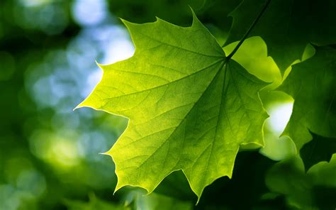 green leaf wallpapers hd wallpapers id