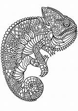 Chameleon Coloring Book Pages Chameleons Adult Printable Adults Lizards Complex Patterns Beautiful Animals sketch template