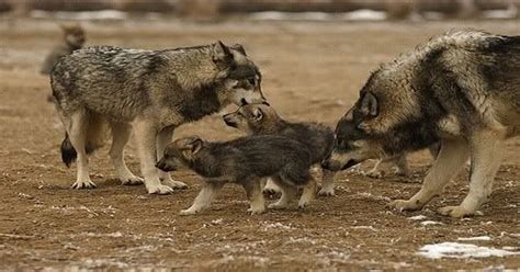 baby wolves called learn  nature