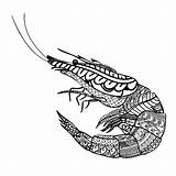 Shrimp Zentangle Adults Illustration sketch template