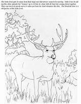 Coloring Deer Pages Mule Hunting Buck Doe Animals Printable 2630 Clipart Color Browning Library Drawing Getcolorings Carving Popular Wood Drawings sketch template