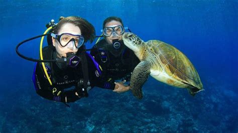 certified scuba diving with turtles cook island gold coast adrenaline