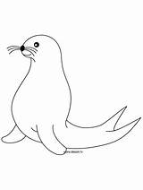 Adults Seals sketch template
