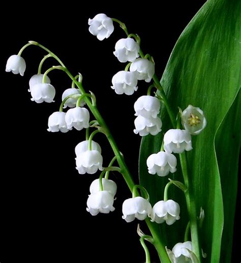 Lily Of The Valley Dearly Beloved