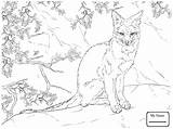 Fox Coloring Red Sitting Pages Drawing Getcolorings Getdrawings sketch template