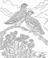 Alaska Kolorowanki Ptarmigan Willow Perdiz Myosotis Colorir Partridges Malvorlagen Niezapominajki Kolorowanka Desenhos Animal Cardinal Colorkid Druku sketch template