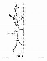 Symmetry Bug Insect Insectos Artforkidshub Kolorowanki Bugs Symetryczne Butterfly Simetria Owady Insecte Nauka Bichos Biologie Grundschule Maltechniken Kunstunterricht Scherenschnitt Kreatives sketch template