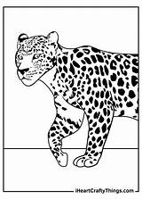 Leopards Leopard sketch template