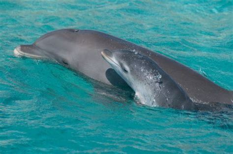 dolphin calf stockfotos en beelden getty images bottlenose
