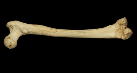 ancient hominid bone serves  dna stunner