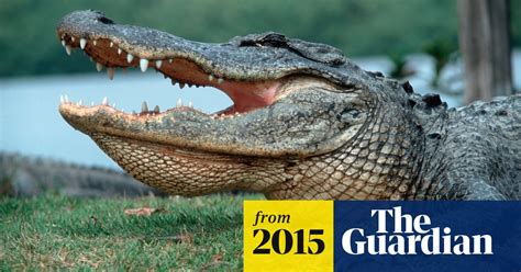 alligator attack kills man swimming at marina in south east texas