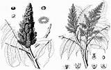 Rhus Typhina sketch template