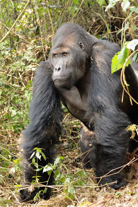 grauers gorilla  extremely high risk  extinction   wild