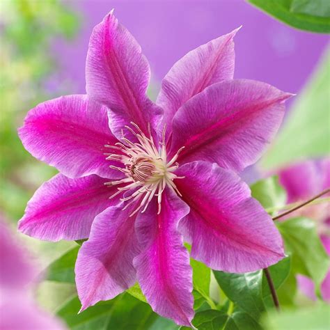 Buy Clematis Group 2 Clematis Doctor Ruppel £14 99 Delivery By Crocus
