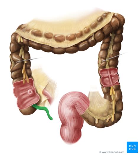 vermiform appendix appendix vermiformis kenhub