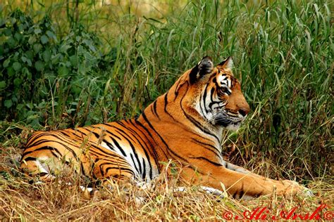 the queen royal bengal tiger average life span in the