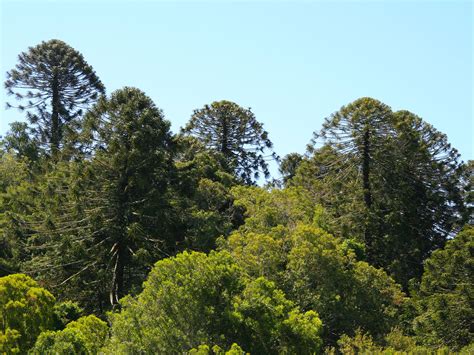 bunya mountains national park parks  forests department