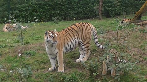 voederpresentatie tijgers beekse bergen youtube