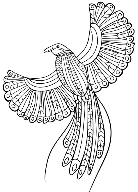 bird  paradise  coloring page  printable coloring pages  kids