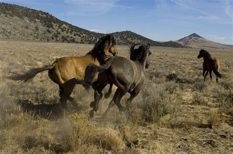 view topic  higher calling wild horse rp open  accepting