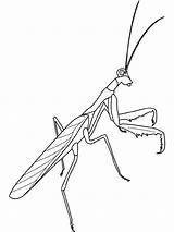 Mantis Praying Coloring Pages Clipart Insects Insekten Color Bug Kids Outline Colouring Printable Insect Embroidery Drawing Line Fun Ausmalbild Draw sketch template