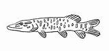 Coloring Pages Pike Northern Color Fish sketch template