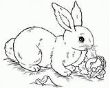 Bunny Lettuce sketch template