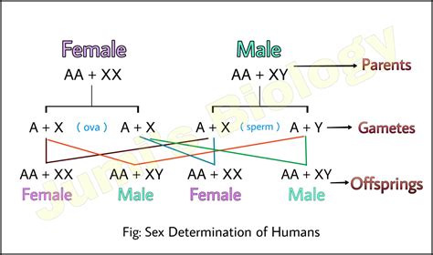 Sex Determination In Humans Xx Xy Type Class 12 Biology