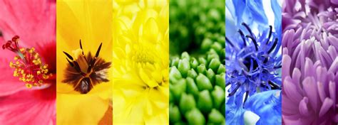 flower color meanings  symbolism  popular colors explained color