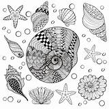 Zentangle Shells Volwassen Vastgestelde Colo Overzeese sketch template