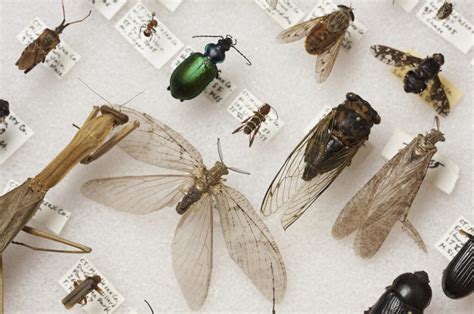 creating  insect collection nc state extension