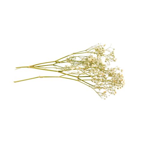 plant dry dried flowers decoration  life light dry air dry png
