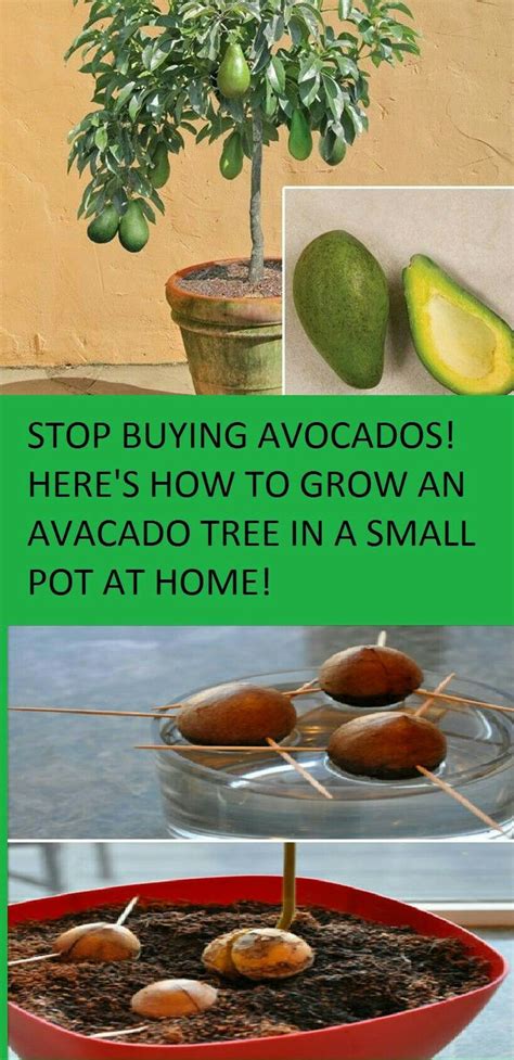 wwwbeststoriesforchildrencom grow  avocado tree grow avocado