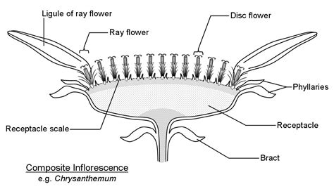 compositeinflorescencelabeled flower anatomy sunflower parts   flower