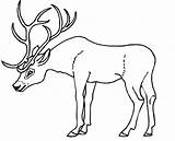 Template Deer Coloring Antlers Antler Pages Animal Templates Stencil Printable Color Getcolorings Merrychristmaswishes Info Head Print sketch template