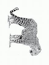Coloring Pages Cheetah Coloriage Guepard Cheetahs Animated Leopard Coloringpages1001 Gif Dessin Dessiner Bebe sketch template