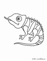 Coloring Chameleon Jackson 470px 37kb Drawings sketch template