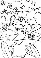 Frosch Malvorlage Malvorlagen Tiere Ausmalbilder Kostenlose Kinder sketch template