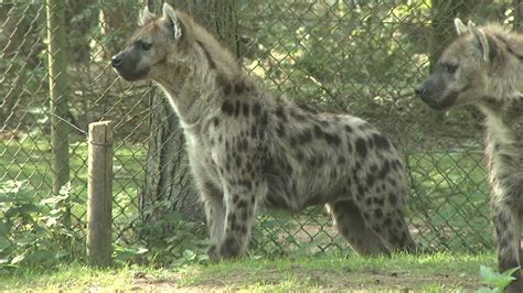 gevlekte hyena safaripark beekse bergen youtube